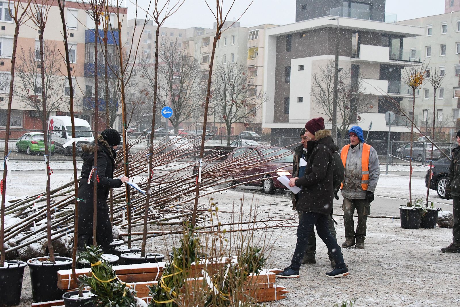 LOMBkoronás Székesfehérvár - így osztották ki a fákat